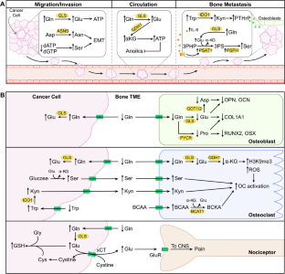 Amino Acid Metabolism in Bone Metastatic Disease.