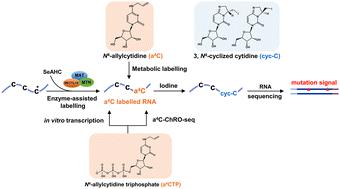 N4-Allylcytidine: a new nucleoside analogue for RNA labelling and chemical sequencing†