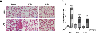 Human milk oligosaccharides 3′-sialyllactose and 6′-sialyllactose attenuate LPS-induced lung injury by inhibiting STAT1 and NF-κB signaling pathways