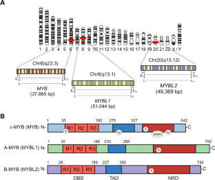 From modulation of cellular plasticity to potentiation of therapeutic resistance: new and emerging roles of MYB transcription factors in human malignancies.