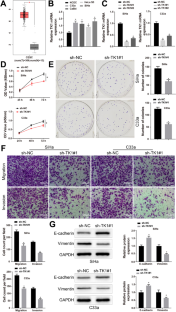 Transcription factor Dp-1 knockdown downregulates thymidine kinase 1 expression to protect against proliferation and epithelial-mesenchymal transition in cervical cancer