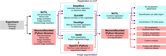 Analyzing Thalamocortical Tract-Tracing Experiments in a Common Reference Space.