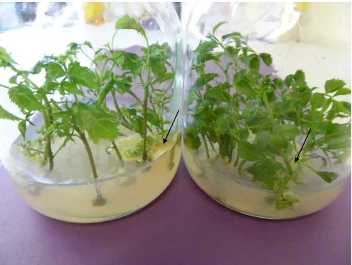 The rooting ability of in vitro shoot cultures established from a UK collection of the common ash (Fraxinus excelsior L.) and their ex vitro survival