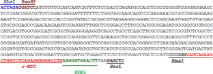 A novel soybean transcription factor, DREB7, regulates RD29A and SODFe gene expression in transgenic tobacco plants