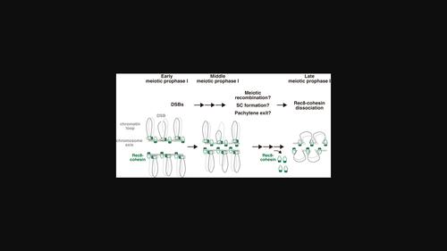 DNA double-strand breaks regulate the cleavage-independent release of Rec8-cohesin during yeast meiosis