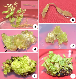 Indirect shoot regeneration from root explants, assessment of clonal fidelity of regenerated plants using SCoT primers and antioxidant analysis in Thottea siliquosa (Lamk.) Ding Hou