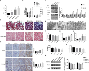 Correction to: YY1 inactivated transcription co-regulator PGC-1α to promote mitochondrial dysfunction of early diabetic nephropathy-associated tubulointerstitial fibrosis.