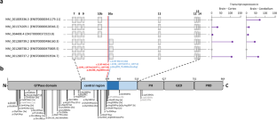 A deep intronic variant in DNM1 in a patient with developmental and epileptic encephalopathy creates a splice acceptor site and affects only transcript variants including exon 10a.