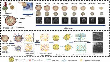 Changes of components and organizational structure induced by different milling degrees on the physicochemical properties and cooking characteristics of quinoa