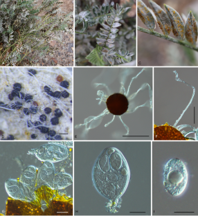 First report of Erysiphe astragali causing powdery mildew on Astragalus strictus in Tibet, China