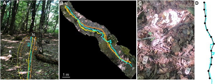 Trail using ants follow idiosyncratic routes in complex landscapes.