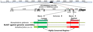 ELAV Intron 8: a single-copy sequence marker for shallow to deep phylogeny in Eupulmonata Hasprunar & Huber, 1990 and Hygrophila Férussac, 1822 (Gastropoda: Mollusca)