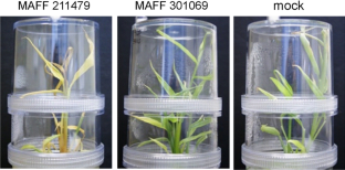 Method for aseptically regenerating ginger plants and studying infection by Ralstonia solanacearum using hrp mutants