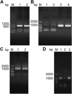 Expression, Purification, and Bioinformatic Prediction of Mycobacterium tuberculosis Rv0439c as a Potential NADP<sup>+</sup>-Retinol Dehydrogenase.