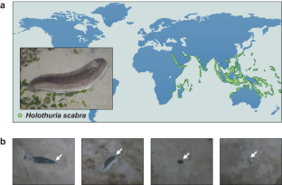 Applications of Environmental DNA (eDNA) in Monitoring the Endangered Status and Evaluating the Stock Enhancement Effect of Tropical Sea Cucumber Holothuria Scabra