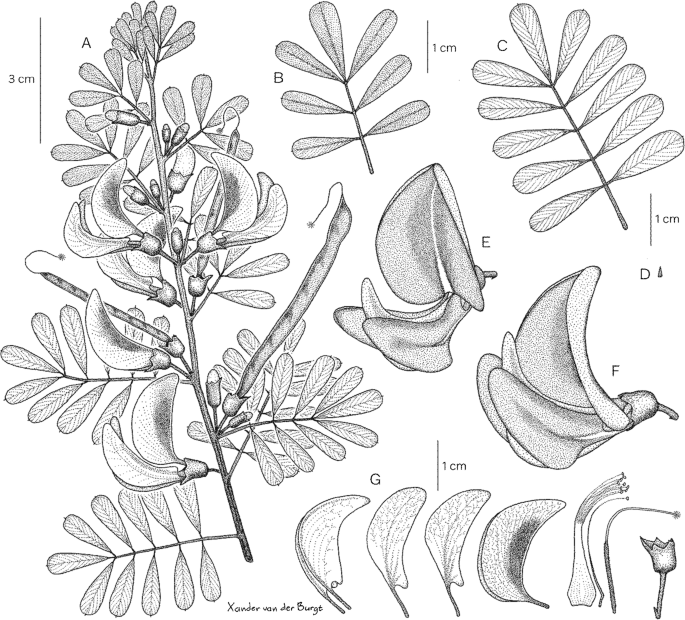 Tephrosia kindiana (Leguminosae: Papilionoideae), a new species from Guinea