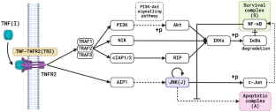 Bistability regulates TNFR2-mediated survival and death of T-regulatory cells