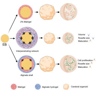 Volumetric compression by heterogeneous scaffold embedding promotes cerebral organoid maturation and does not impede growth.