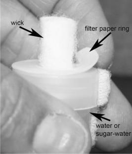 Establishment of an Olfactory Conditioning Assay for Two Solitary, Cavity-Nesting Bees