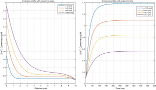 Simulation of biochemical dynamics of [Formula: see text] and [Formula: see text] in fibroblast cell.