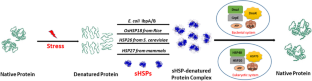 A review on oligomeric polydispersity and oligomers-dependent holding chaperone activity of the small heat-shock protein IbpB of Escherichia coli.