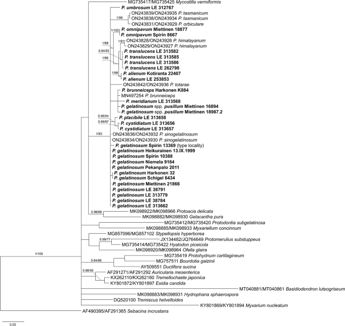 Taxonomy and multigene phylogeny of Pseudohydnum (Auriculariales, Basidiomycota)