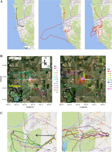 A different perspective on avian hippocampus function: Visual-spatial perception.