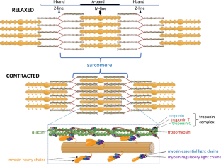 Muscle growth and plasticity in teleost fish: the significance of evolutionarily diverse sarcomeric proteins