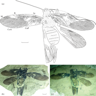 Sinuijublatta, a New Cockroach (Insecta: Blattaria: Caloblattinidae) from the Lower Cretaceous of Paektho-Dong, Sinuiju, Democratic People’s Republic of Korea