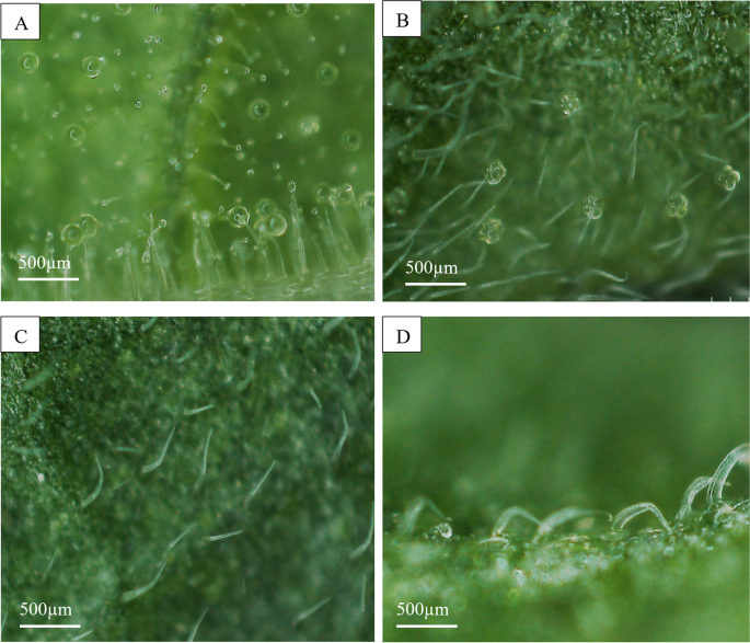 Preference of Bemisia tabaci MED (Hemiptera: Aleyrodidae) among morphologically and physically distinct tomato genotypes