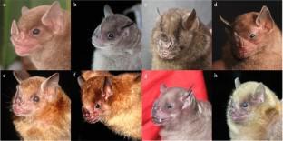 Evaluating the macro and micro geographic mechanisms that modulate the coexistence between sympatric Sturnira bat species