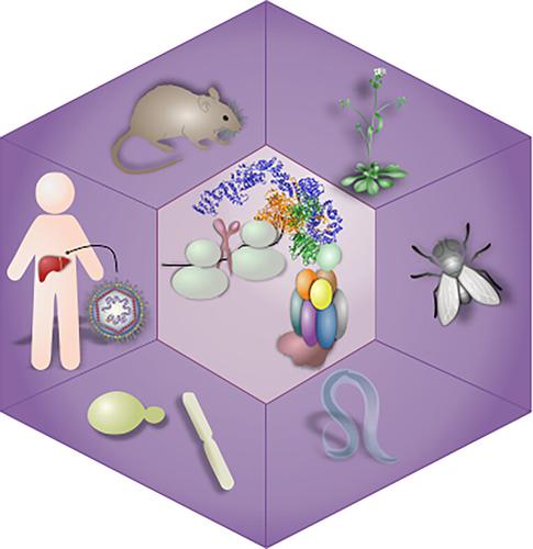 SKI complex: A multifaceted cytoplasmic RNA exosome cofactor in mRNA metabolism with links to disease, developmental processes, and antiviral responses.