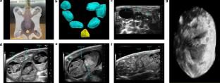 Standardisation and future of preclinical echocardiography.