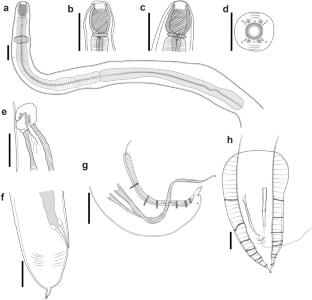 Spirocamallanus delirae n. sp. (Nematoda, Camallanidae), a parasite of Propimelodus eigenmanni (Siluriformes: Pimelodidae) from the Brazilian Amazon.