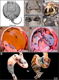 Morphological aspects of the digestive system in freshwater stingray (Potamotrygon amandae—Loboda and Carvalho, 2013): myliobatiformes; potamotrygoninae