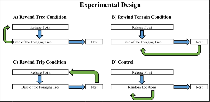 Effect of repetition of vertical and horizontal routes on navigation performance in Australian bull ants.