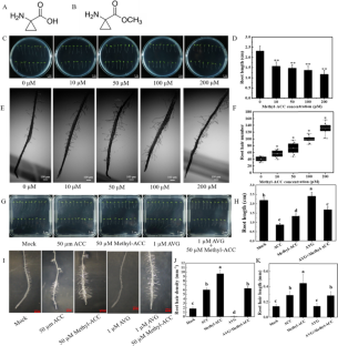 Identification of methyl 1-aminocyclopropanecarboxylate as a novel ethylene agonist: a structural analogy approach