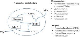 Microbiome Wetlands in Nutrient and Contaminant Removal