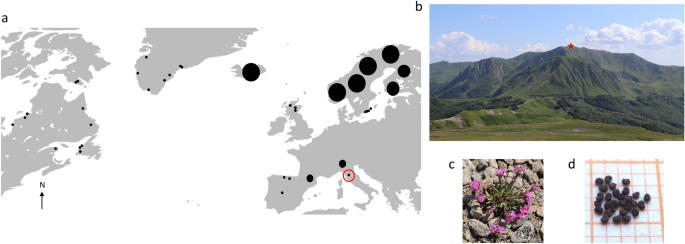 Two decades of climate change alters seed longevity in an alpine herb: implications for ex situ seed conservation