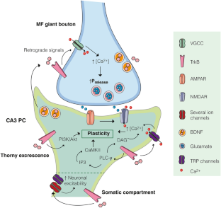 BDNF and Lactate as Modulators of Hippocampal CA3 Network Physiology.