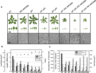 Systematic Assessment of the Positive Role of Arabidopsis thaliana GROWTH-REGULATING FACTORs in Regulation of Cell Proliferation During Leaf Growth