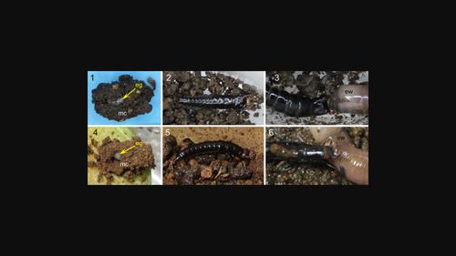 Inferring feeding habits of Carabidae (Coleoptera) larvae based on mandible morphology: Case studies of Lesticus magnus and Chlaenius costiger