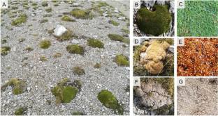 Dieback of the cushion plant Silene acaulis at its southern limit of distribution in the Apennines