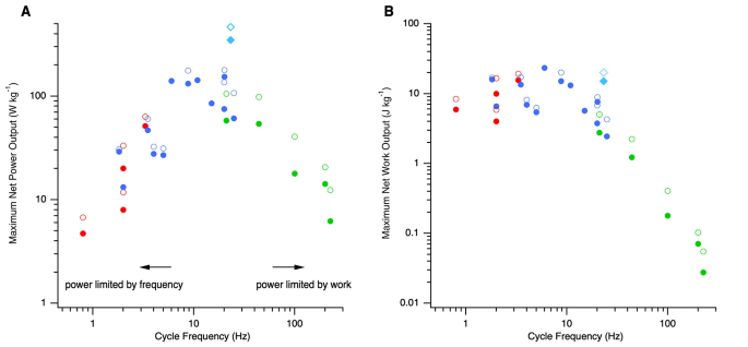 Adaptations for extremely high muscular power output: why do muscles that operate at intermediate cycle frequencies generate the highest powers?