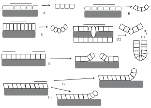 The Birth of Morphomechanics