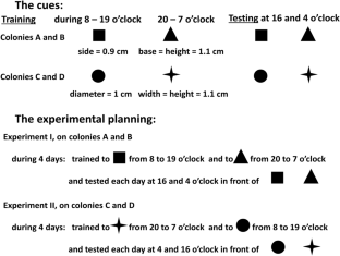 Association between visual cues and time of day in an ant