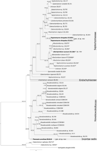 Investigation of CZEUM cultures reveals new genera and species of Cladochytriales (Cladochytriomycetes, Chytridiomycota)