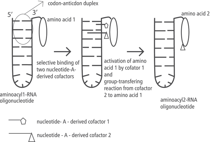 A Cofactor-Based Mechanism for the Origin of the Genetic Code.