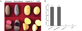 Mining genes related to anthocyanin synthesis and regulation in different potato varieties based on comparative transcriptomics