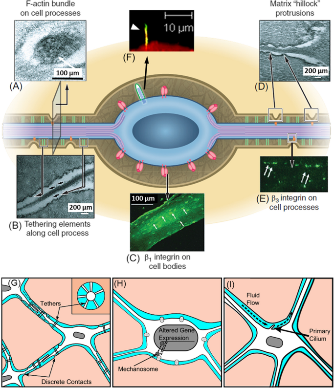 Osteocytes and Primary Cilia.